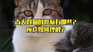 古人对猫的雅称有哪些？应该如何理解？