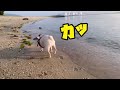 水嫌いの犬の海散歩🐚フレンチブルドッグ むぎ