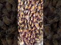 honey bee colony shorts youtubeshorts insects bees