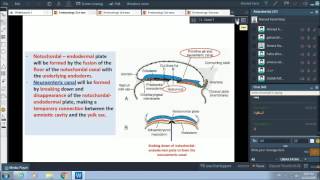 3rd wk of pregnancy - formation of notochord