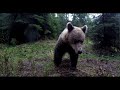 jar medzi medveďmi spring among bears весна среди медведей