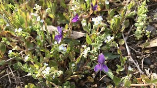 乾いた道端でよく見かける野草3種｜ナズナ　キュウリグサ　コスミレ