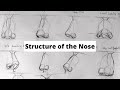 How to draw noses- understanding the structure of the nose