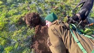 Ferreting with lurchers