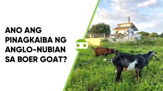 Ano ang Pinagkaiba ng Anglo-Nubian sa Boer Goat?