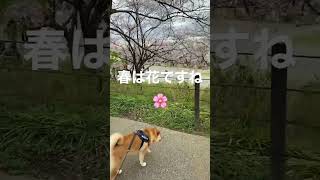 [春は花]花より団子な柴犬すず#shibainu #shorts ＃桜