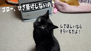 粘り強く頼むとひざ掛けしてくれる猫　【４猫暮らし1089s】