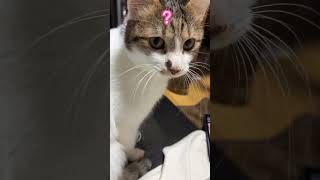 猫にごはんの唄(英語ver.)#shorts