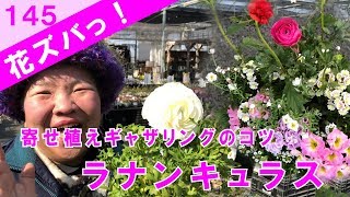 ラナンキュラスRanunculus寄せ植えギャザリングのコツ【花ズバっ】145旬の花とその使いかた紹介/花創人ガーデニング教室