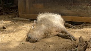 2023年5月上旬　気持ち良さそうな寝顔のピースとラ・メール　～大宮公園小動物園のカピバラ～