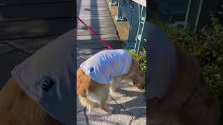 つむ散歩〜長崎市水辺の森公園〜 #ゴールデンレトリバー #goldenretriever #shorts