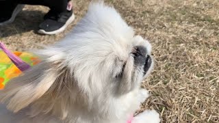 強風に耐える犬が可愛いすぎると話題