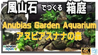 チャーム福袋 風山石で陰性水草レイアウト（立ち上げ～１年後）アクアリウム