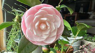 Camellia Japonica Pink Perfection