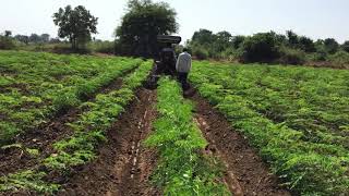 Making bed after moringa plantation