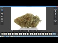 How to 360 Cannabis Photography