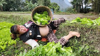 Harvesting lettuce to sell - Mrs. Bau unfortunately slipped and fell to the edge of the field