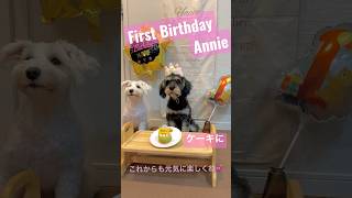 1st Birthday🎉Annie🎂 #誕生日 #犬のいる暮らし #ミニチュアシュナウザー