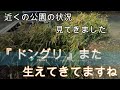 神奈川県・厚木市・愛川町・鳶尾山　鳶尾山で今、クズとかつるバラを切っています。近くの公園がどうなっているのか気になり、行ってみました。