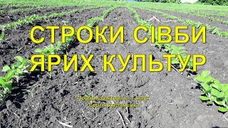 Строки сівби ярих культур