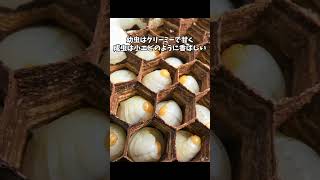 Don't you eat bee larvae? I'm a weekend beekeeper in Kyoto! #bee larvae #insect food #insects