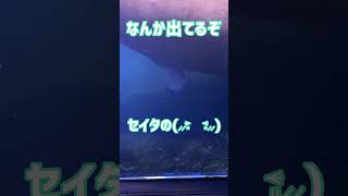 【閲覧注意】みんなの知らない世界　セイウチのお○んちん　#Shorts