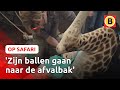 Zo wordt een GIRAFFE GECASTREERD 🦒| Op Safari