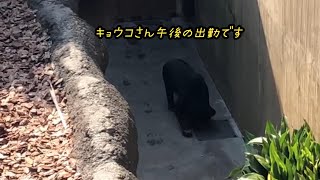 キョウコさん午後の出勤風景【2023年3月7日】【上野動物園】マレーグマ