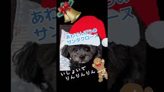 【クリスマスソング/あわてんぼうのサンタクロース】 #犬 #トイプードル #ポメラニアン #ポメプー