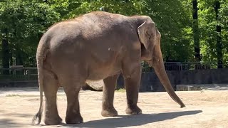 CZECH REPUBLIC, LIBEREC ZOO, 2023, WALKING AROUND ZOO IN LIBEREC, 4K #czechrepublic #liberec #zoo