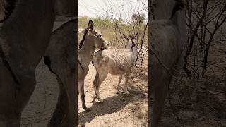 donkeys#gadha #donke #gadha #donke #animal #animal #youtubeshorts |@MP2animals