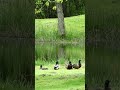 four male mallard ducks relaxing by the pond