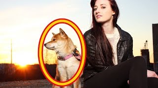 【海外の反応】驚き！日本の犬が大ブーム？！そのびっくりな理由に世界が驚愕！外国人「大好きだよ！可愛い！」「最高！我が家で引き取りたい！」