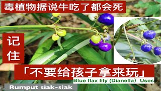 山菅兰(桔梗蘭)的用处和毒性。Dianella ensifolia Plants。 Khasiat dan Kegunaan Rumput Siak-Siak .