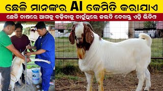 ଛେଳି ମାନଙ୍କର AI କେମିତି କରାଯାଏ || ARTIFICIAL INSEMINATION IN GOAT || Goat Farming in Odisha.