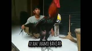 ayam terbesar dunia ayam terbesar di dunia