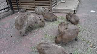 心音のこどもたち 子どもらしらは残ってますが大きくなりました～♪　カピバラ　東園　埼玉こども動物自然公園へ行って来ました～　C0161