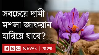 কাশ্মীরের জাফরান ক্ষেত শূন্য কেন? | BBC Bangla । Saffron