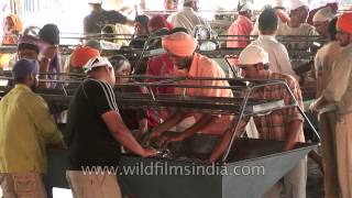 Washing dishes at Golden Temple - Amritsar