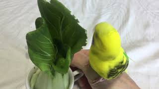 ペット　なつく　セキセイインコ　かわいいピーコちゃん　チンゲン菜を食べる