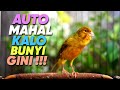 BURUNG Anda AKAN MAHAL Dengan Masteran Kenari Isian CIBLEK ini