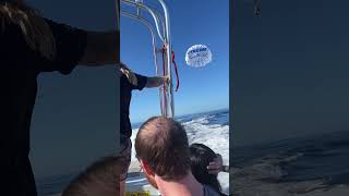 Parasailing 🪂 in Hawaii #hawaii #parasail #paradise #oceanwaves n