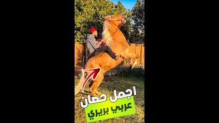 🚨مشينا نتولعو باشهر عود اصفر🐎 بمراكش لتاجر الخيوول محمد برزوق ✅ الجميع يقول مشاء الله 🔥