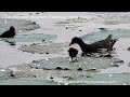 moorhens raising the brood. parental care. the common moorhen family gallinula_chloropus.