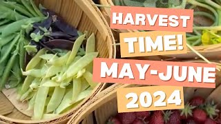 Huge Spring Harvests! 🍓🥬 May \u0026 June Garden Bounty 2024