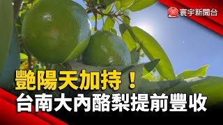 艷陽天加持！台南大內酪梨提前豐收｜#寰宇新聞 @globalnewstw