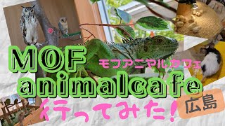 【広島おでかけ】アルパークのＭOFF animal cafe広島へこどもと行ってきました！モフアニマルカフェに行ってみたい方＆動物好きさん必見です★【子連れで遊びに行ってみた】