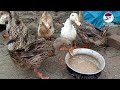 দেশি হাঁস পালন পদ্ধতি হাঁসের খামার ducks farms