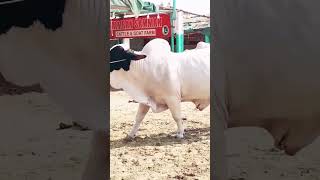 Cow Beauty Mashallah Heavy Bull #viralshort #ytshort #animal #cattlefarm #biggestbull #youtubeshort