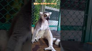 【動物ってええな♪】#那須ワールドモンキーパーク #ワオキツネザル 触れ合えるなんてもんじゃない！たまらんよ？#餌やり #触れ合い　#動物ってええな #japan #那須高原